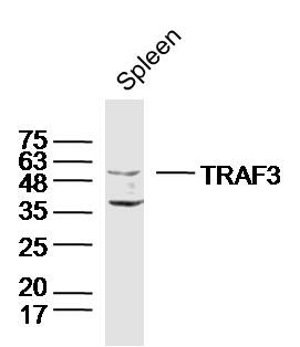 Anti-TRAF3 Polyclonal Antibody