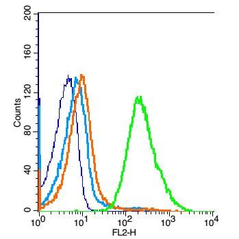 Anti-TLR1 Polyclonal Antibody