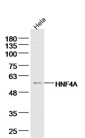 Anti-TRAF2 Polyclonal Antibody
