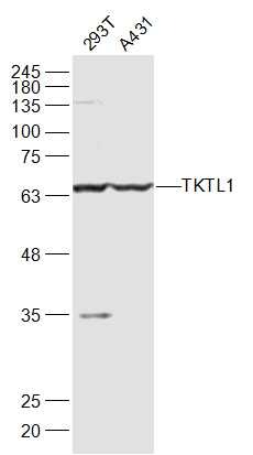 Anti-TKTL1 Polyclonal Antibody