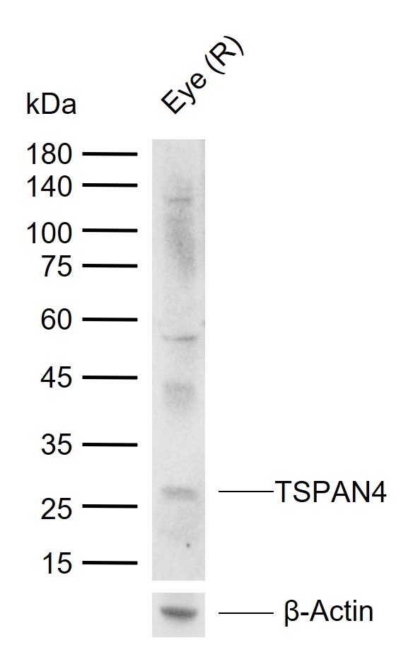 Anti-TSPAN4 Polyclonal Antibody