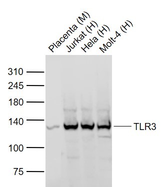 Anti-TLR3 Polyclonal Antibody