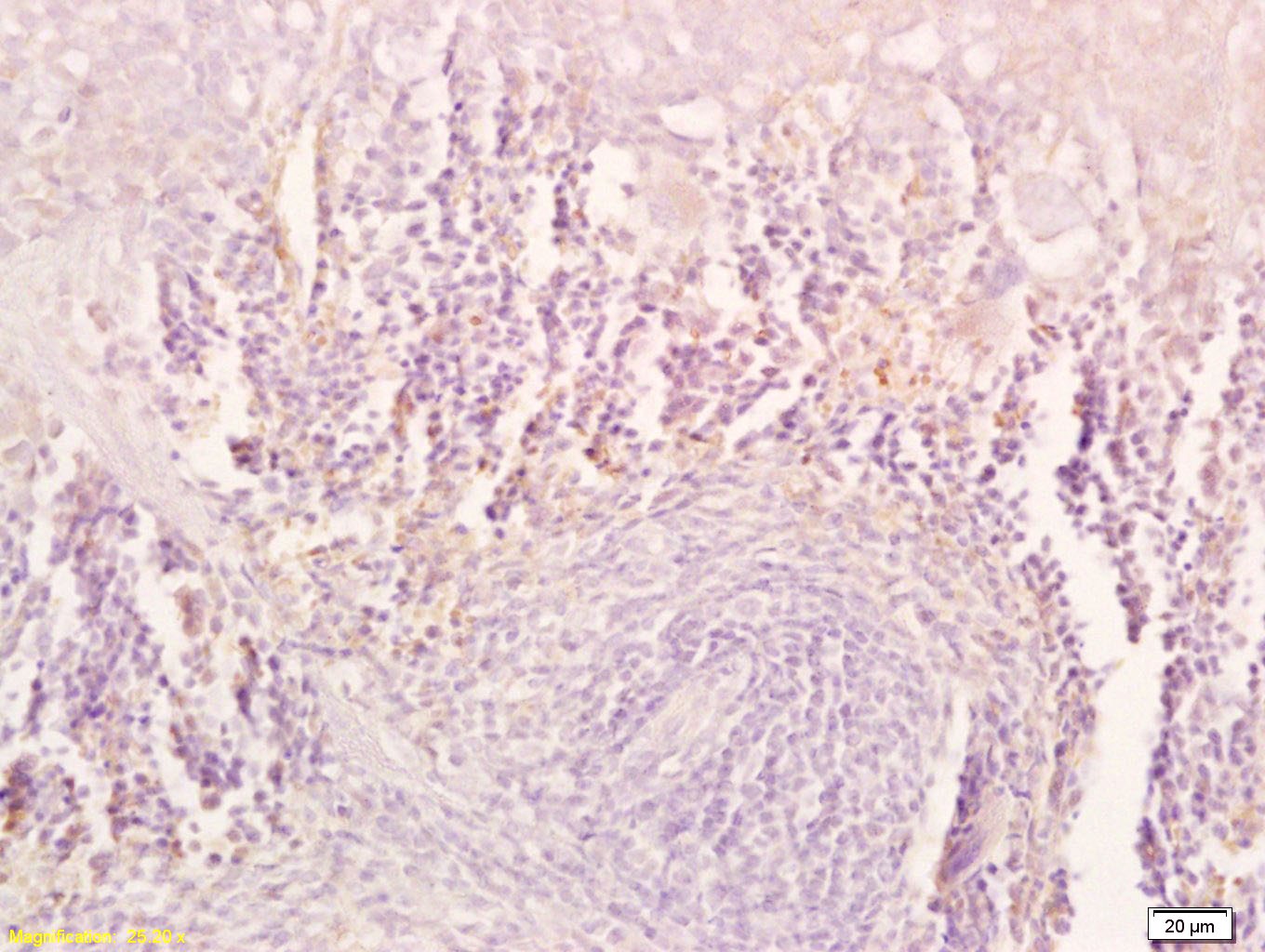 Anti-TRAIL/TNFSF10 Polyclonal Antibody