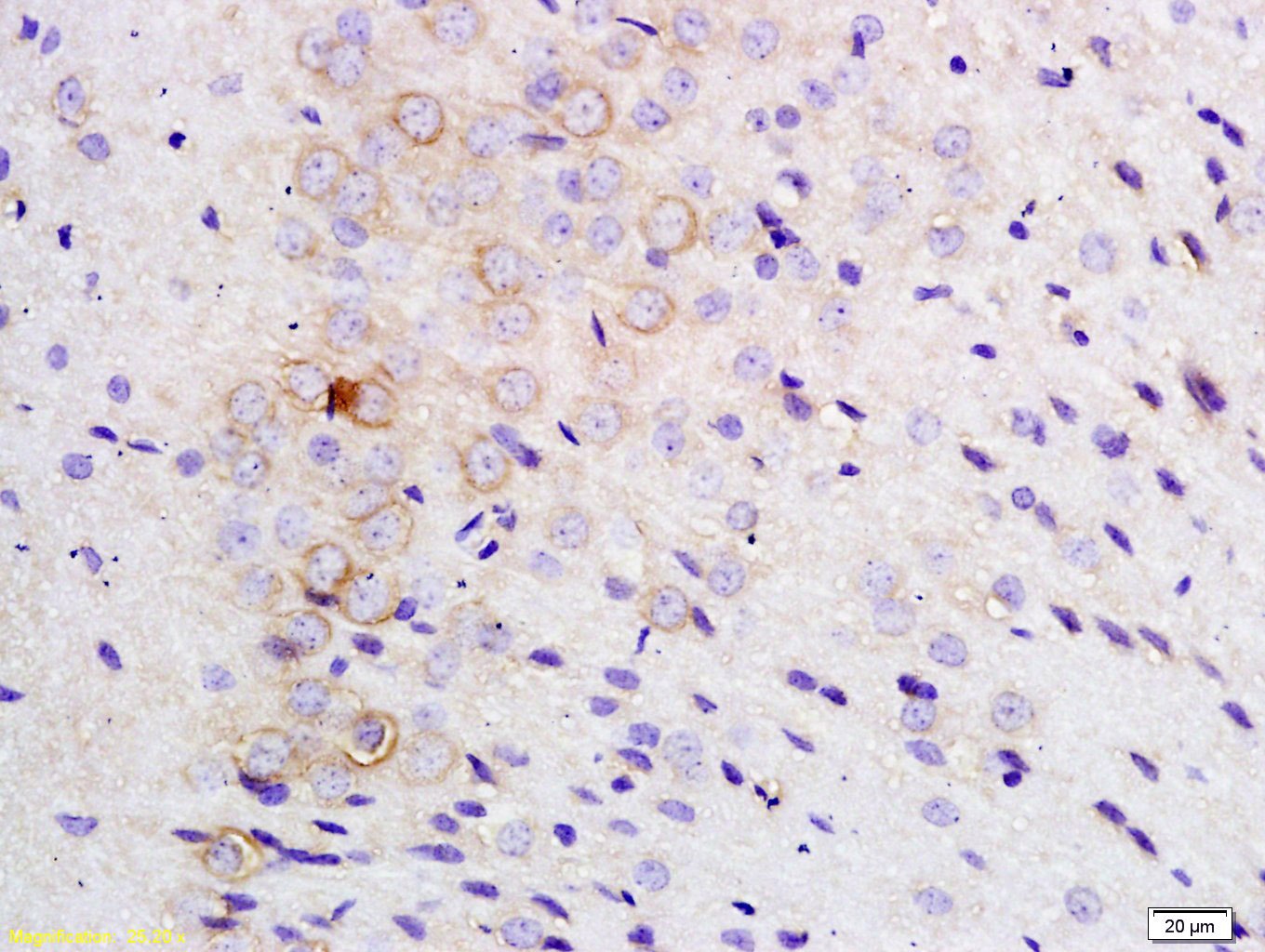 Anti-TLR1 Polyclonal Antibody