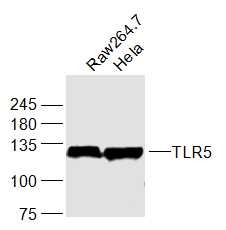 Anti-TLR5 Polyclonal Antibody