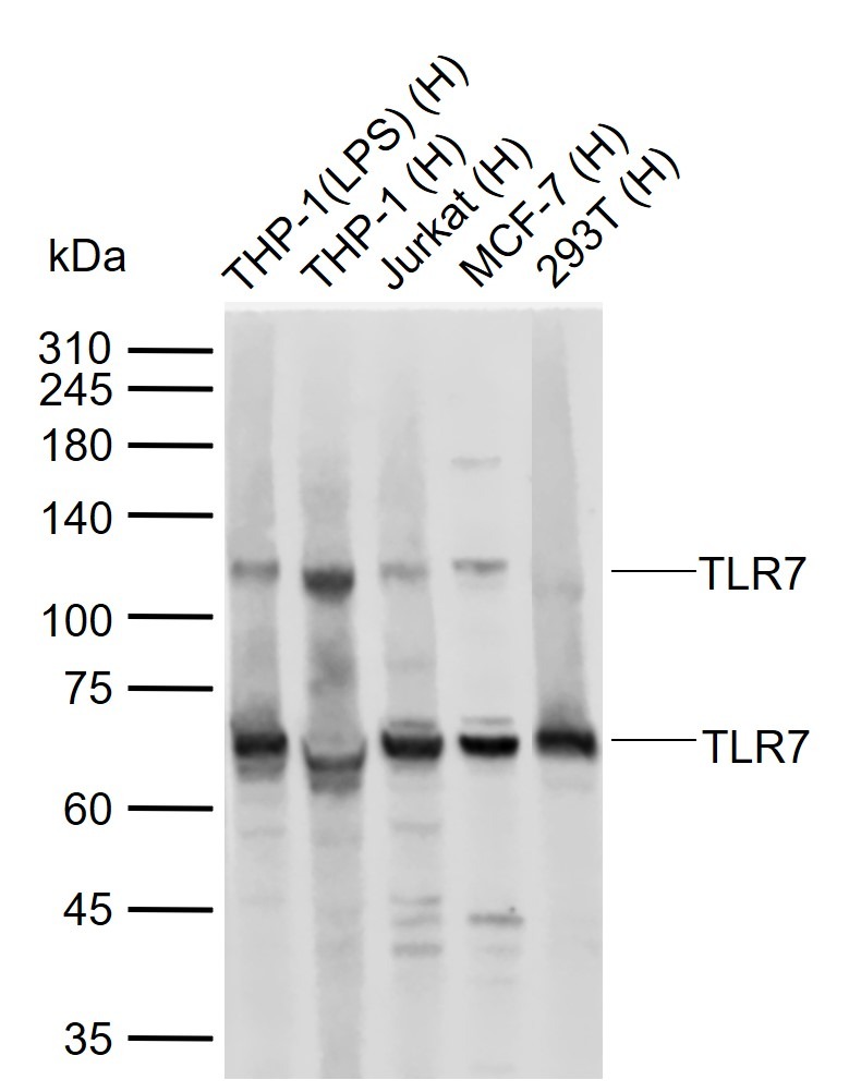 Anti-TLR7 Polyclonal Antibody