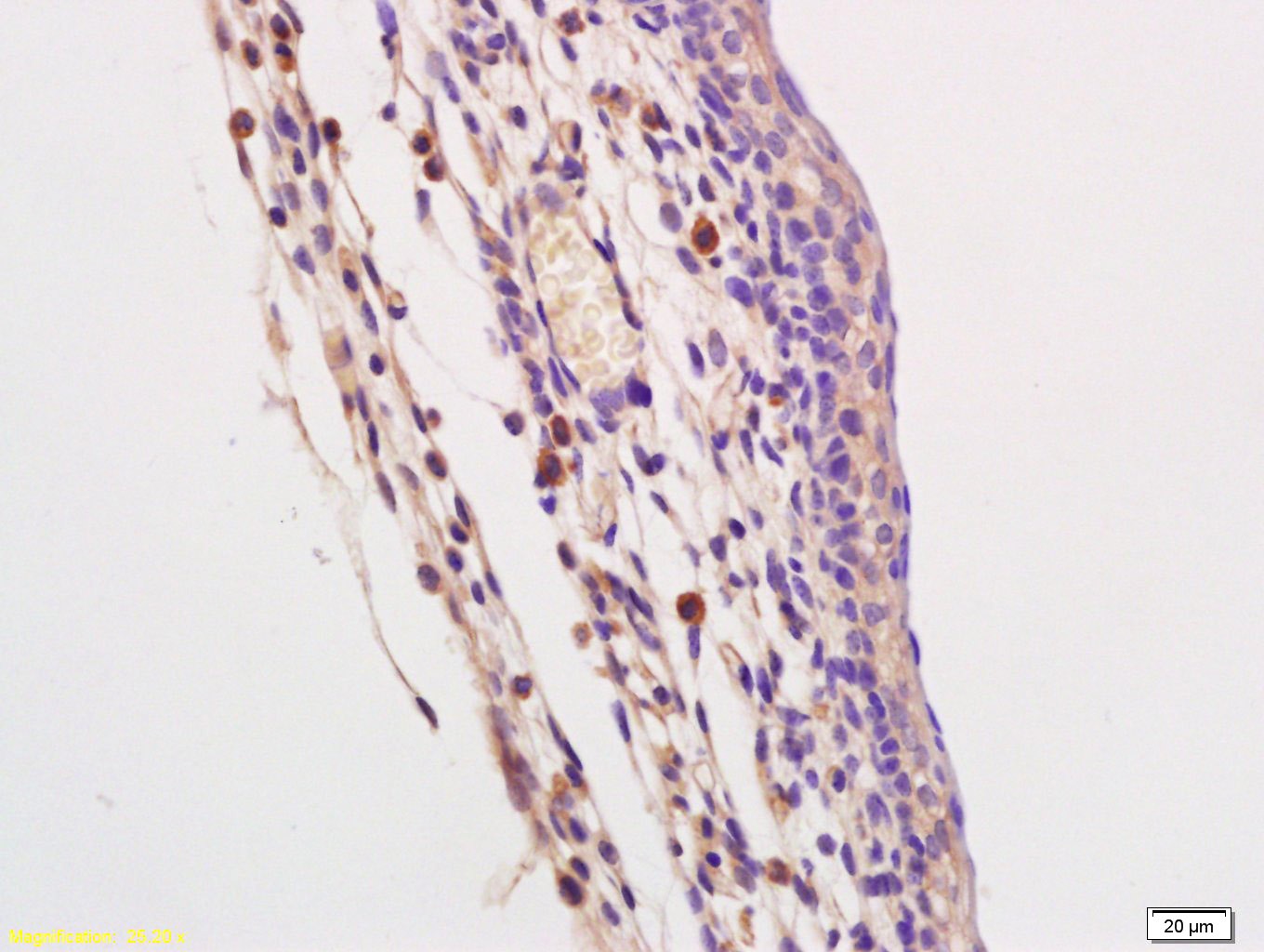 Anti-TLR9 Polyclonal Antibody 2