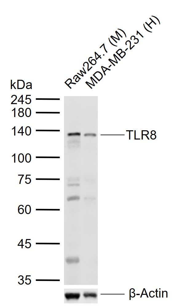 Anti-TLR8 Polyclonal Antibody