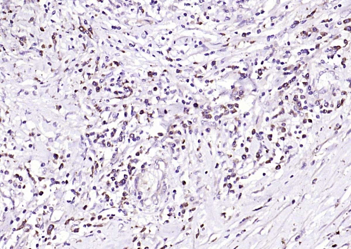 Anti-TLR4 Polyclonal Antibody
