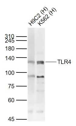 Anti-TLR4 Polyclonal Antibody 4