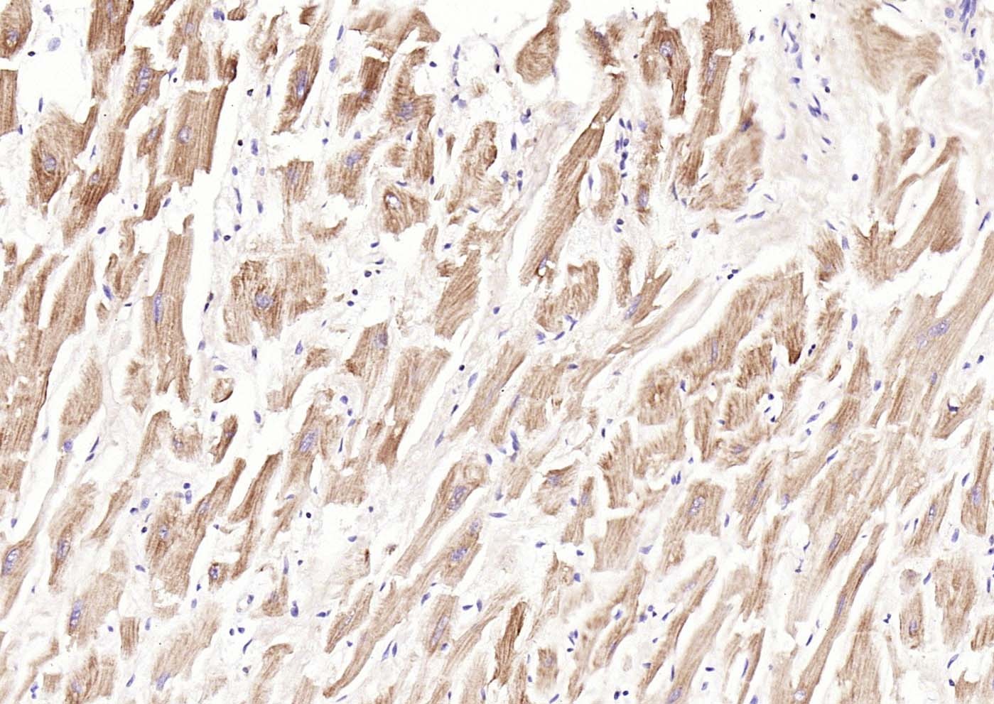 Anti-TM7SF2 Polyclonal Antibody