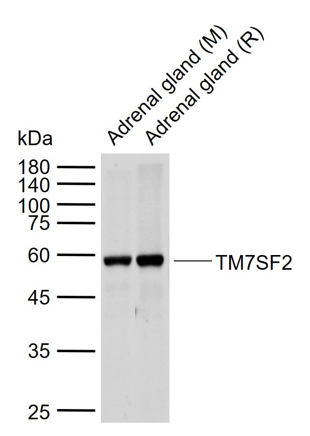 Anti-TM7SF2 Polyclonal Antibody