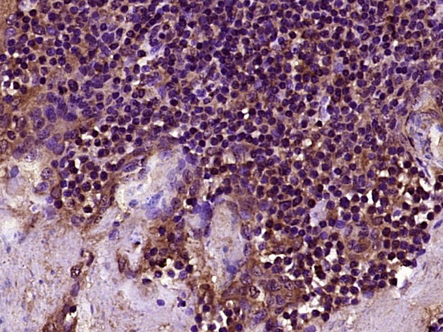 Anti-TLR8 Polyclonal Antibody