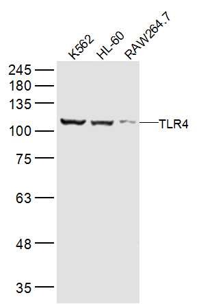 Anti-TLR4 Polyclonal Antibody 3