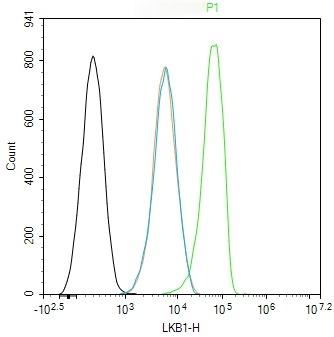 Anti-STK11 Polyclonal Antibody