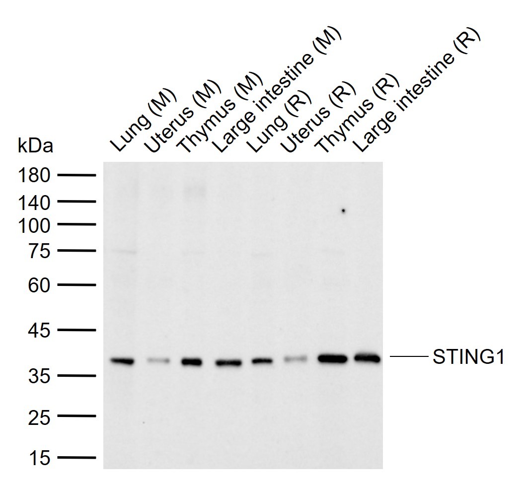Anti-Sting Polyclonal Antibody