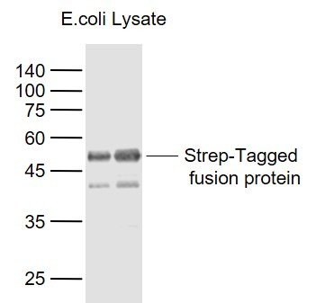 Anti-Strep Tag II Polyclonal Antibody