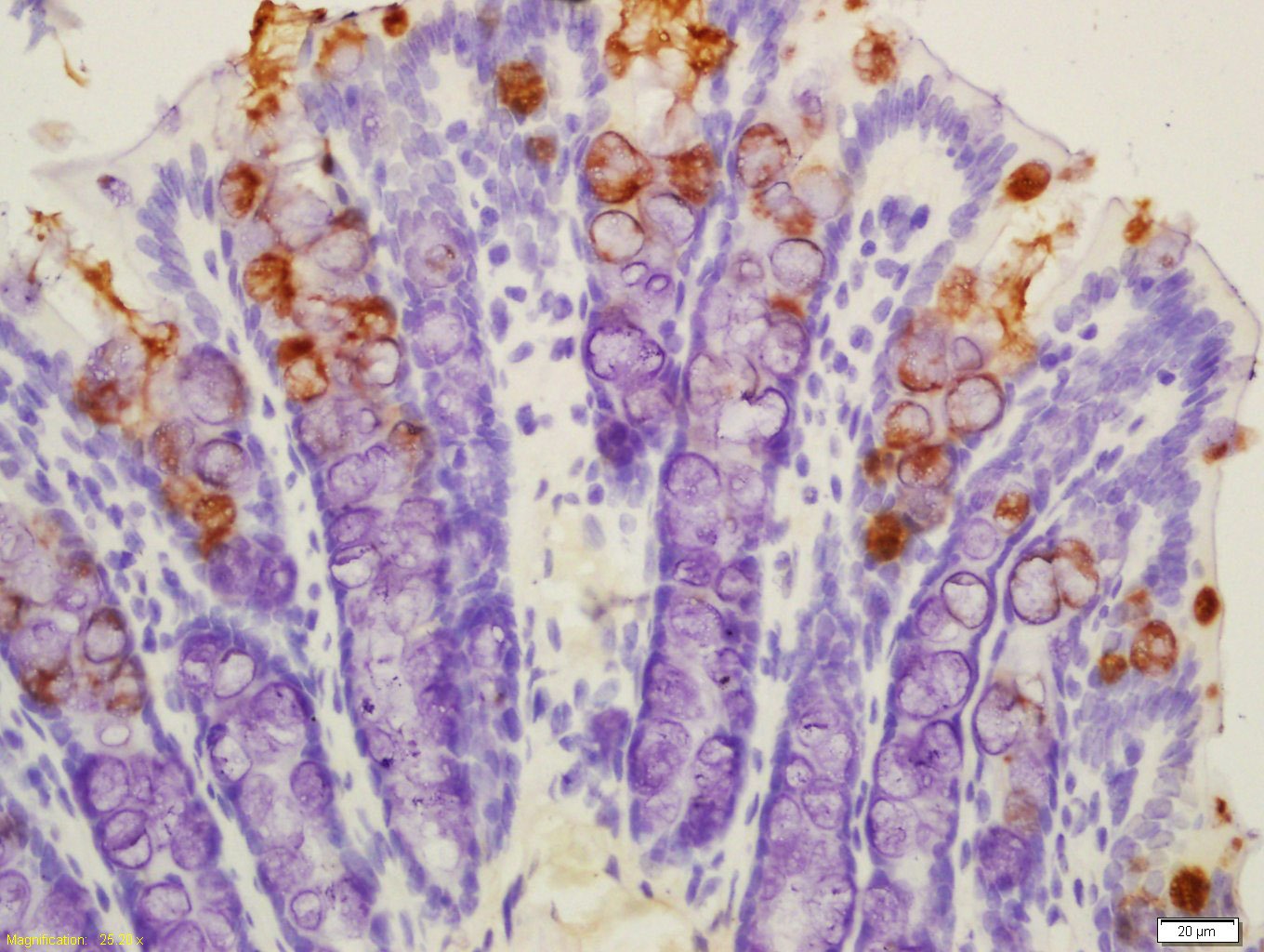 Anti-TFF3 Polyclonal Antibody