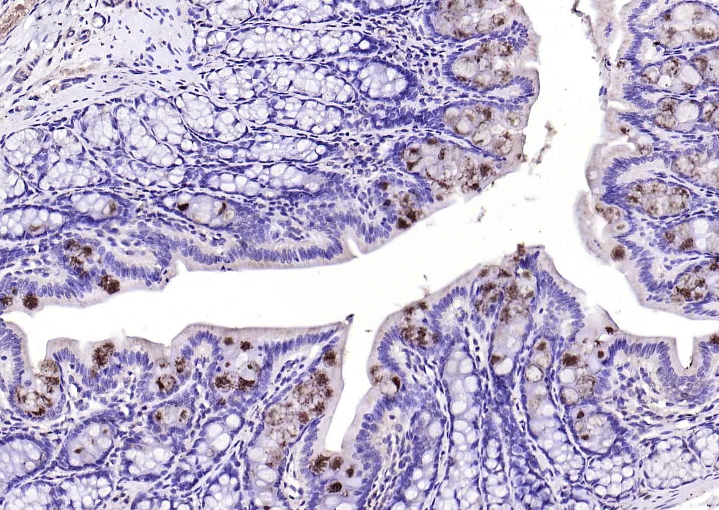 Anti-TFF3 Polyclonal Antibody