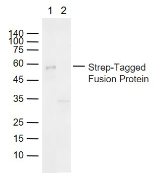 Anti-Strep Tag II Polyclonal Antibody