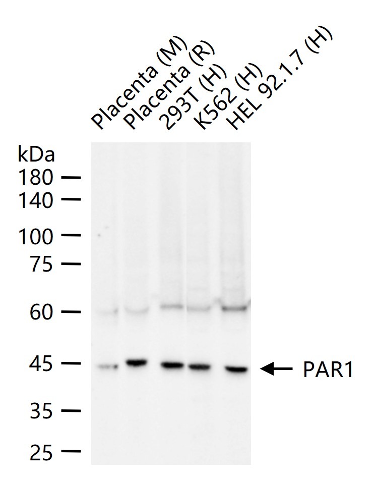 Anti-Thrombin Receptor Polyclonal Antibody