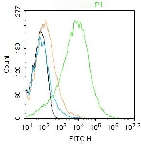 Anti-Thy1/CD90 Polyclonal Antibody