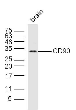 Anti-Thy1/CD90 Polyclonal Antibody
