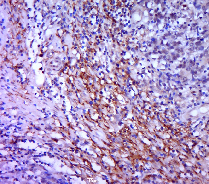 Anti-Syndecan-1 Polyclonal Antibody