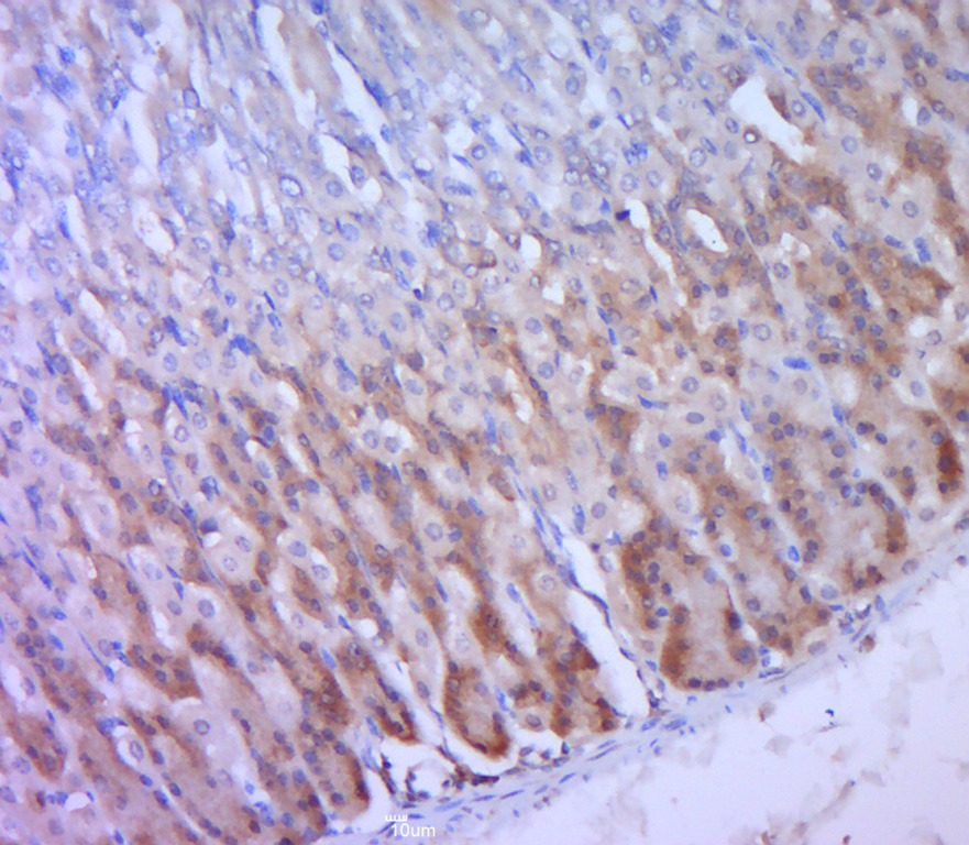 Anti-Synaptophysin/SYP Polyclonal Antibody