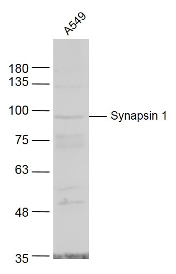 Anti-Synapsin-1 Polyclonal Antibody