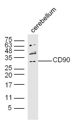 Anti-Thy1/CD90 Polyclonal Antibody