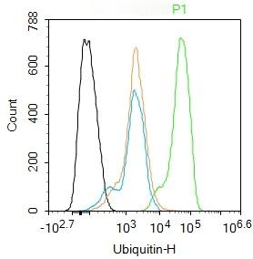 Anti-Ubiquitin Polyclonal Antibody