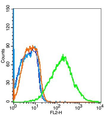 Anti-TAC1 Polyclonal Antibody