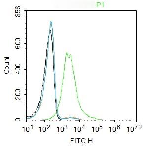 Anti-Transferrin Receptor/TFRC Polyclonal Antibody