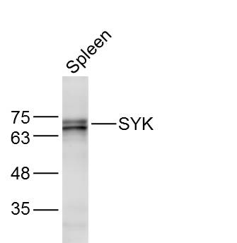 Anti-SYK Polyclonal Antibody