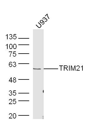Anti-TRIM21 Polyclonal Antibody