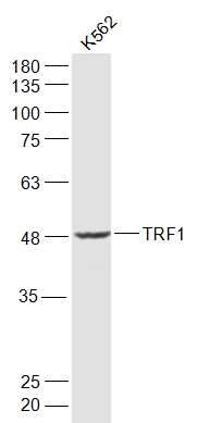 Anti-TRF1 Polyclonal Antibody