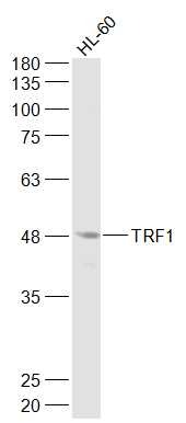 Anti-TRF1 Polyclonal Antibody