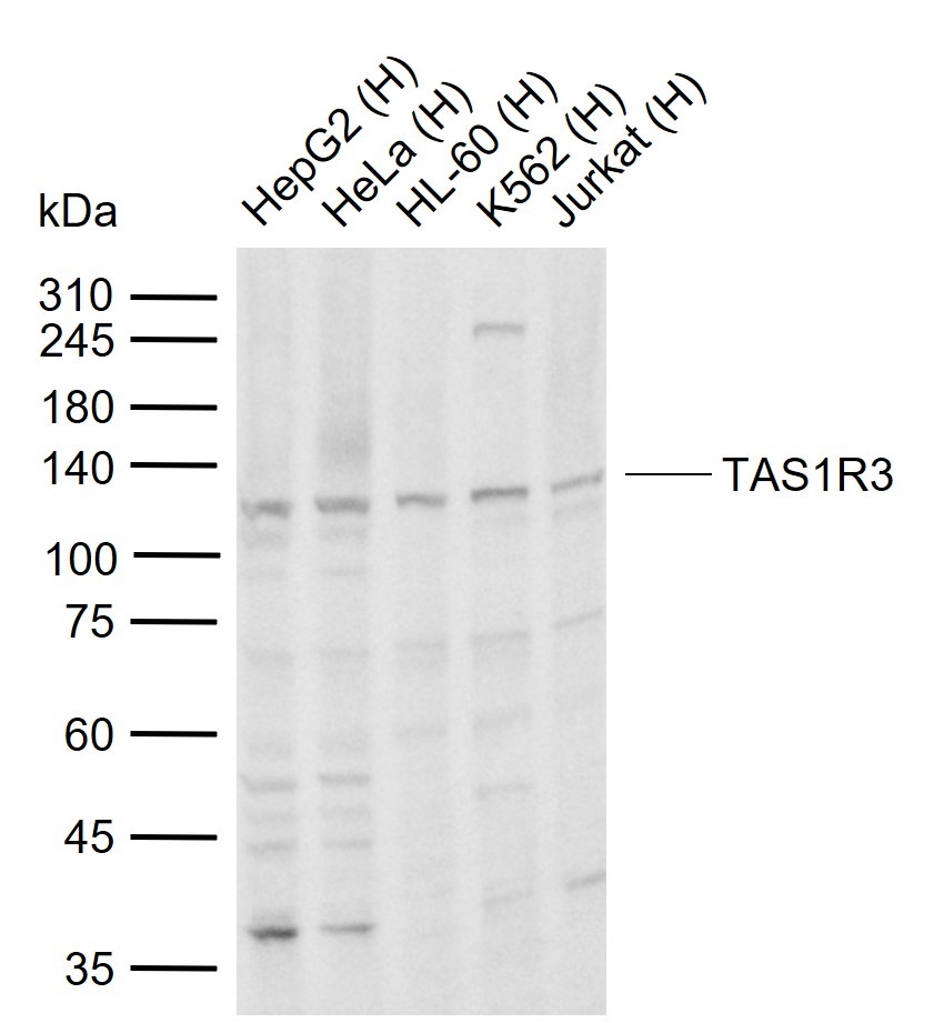 Anti-TAS1R3 Polyclonal Antibody