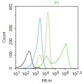 Anti-TRIM63 Polyclonal Antibody