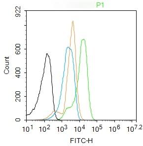 Anti-TAK1 Polyclonal Antibody