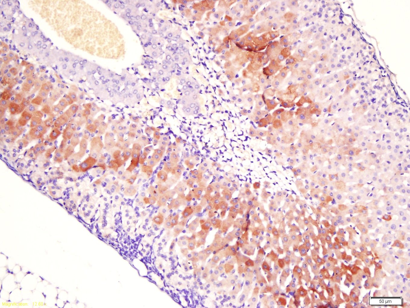 Anti-uPAR/PLAUR Polyclonal Antibody