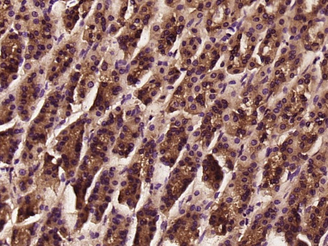 Anti-Tenomodulin Polyclonal Antibody