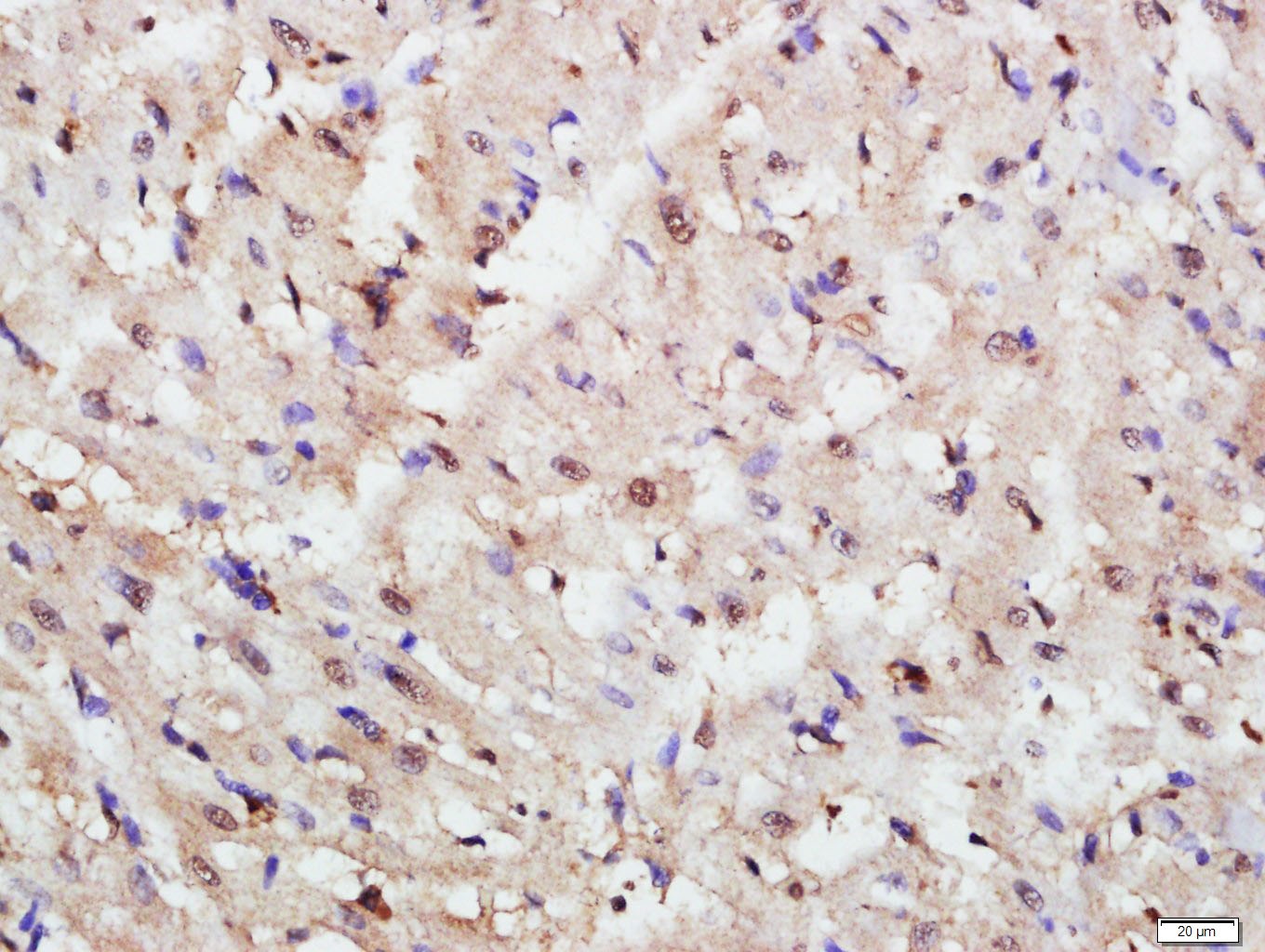 Anti-TAZ Polyclonal Antibody