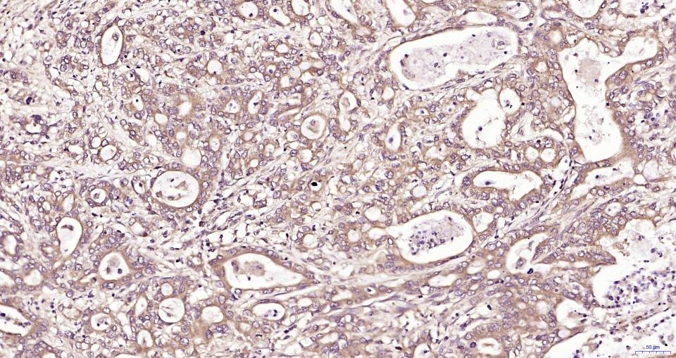 Anti-TBK1 Polyclonal Antibody