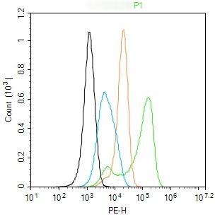 Anti-TAZ Polyclonal Antibody