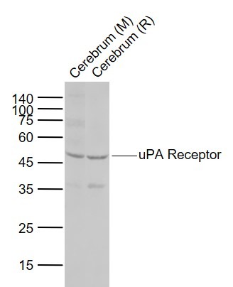 Anti-uPAR/PLAUR Polyclonal Antibody