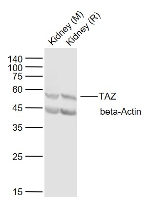 Anti-TAZ Polyclonal Antibody