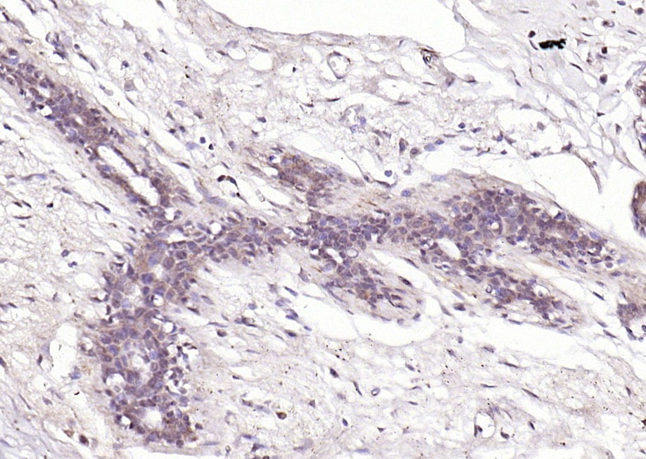 Anti-Tenomodulin Polyclonal Antibody