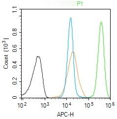 Anti-TBR2 Polyclonal Antibody